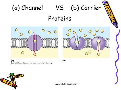 channel proteins vs carrier